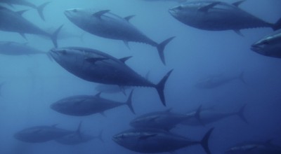 WG2- large pelagic species 2020