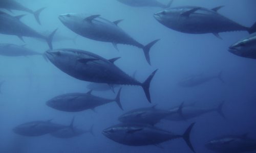 Blue fin tuna swimming inside a sea cage.
Italy, 2010.