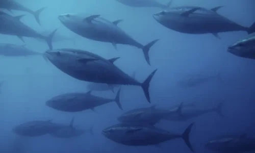 WG2 Big Pelagic Fishes